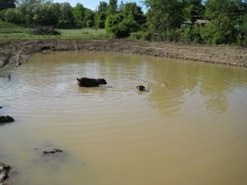 Allie and Bruno the Boxer swimming around in the middle of the pond