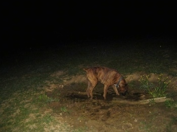 Bruno the Boxer at a pig mudhole drinking