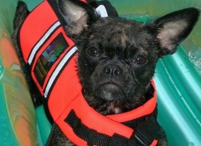 Close Up - Bailey the Buggs wearing a red life Jacket on a green floatie and looking at the camera holder