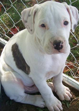 Bulldog Cross Pitbull