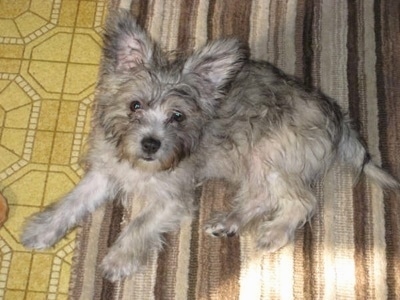 Cairn Terrier Characteristics