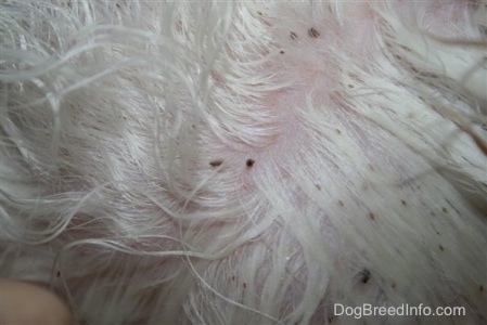 Dog Lice Pictures