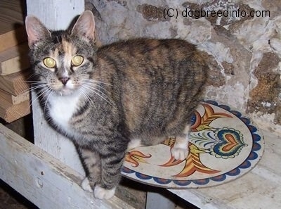 The left side of a cat that is standing on a hex sign on a wooden shelf