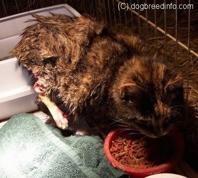 Bob the Cat standing in the cage eating out of a food bowl