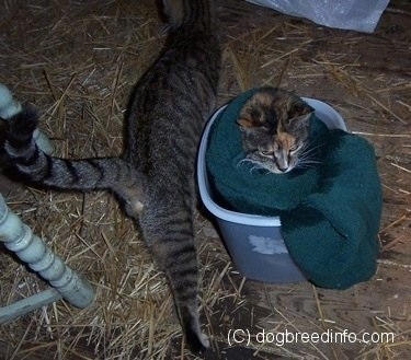 A Cat is sitting in a bath of epsom salts and a towel and another cat is rubbing against the container.