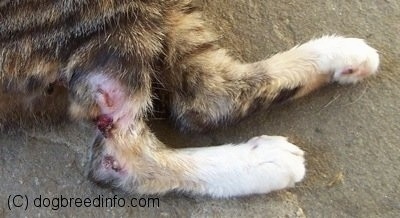 Close Up - Bob the cats leg outside as she lays on a porch