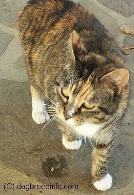 Close Up - Bob the Cat standing on a stone porch