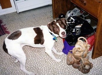Cricket the Springer Spaniel/Pit Bull Mix is standing in front of a pile of bags and looking up at the camera holder