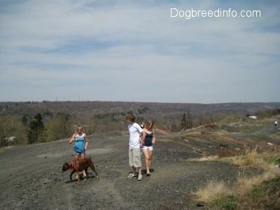 Bruno the Boxer and Three other people walking around the dirt path in Centralia