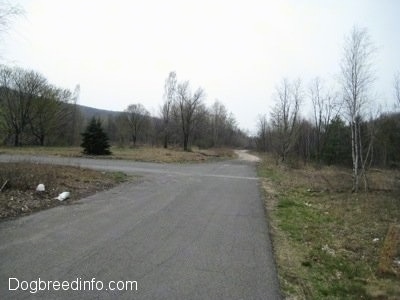 Empty Streets and a path way in Centralia Pa