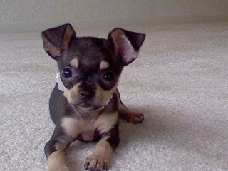 Lulu Belle the Chihuahua Puppy laying on a carpeted floor and looking at the camera holder
