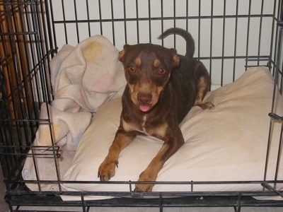 Archie the Chipin is laying on a pillow next to a blanket inside of a dog crate