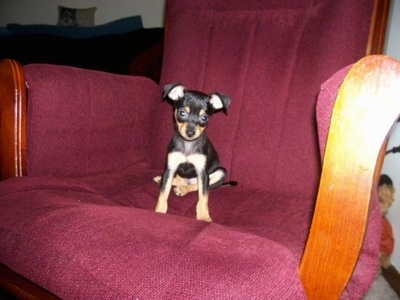 Princess the Chipin is sitting in a big maroon chair and looking towards the camera holder