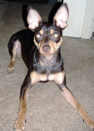 Duke the brown adn tan ChiPin is wearing a choke collar while laying on a carpet facing the camera with his front legs spread to the sides