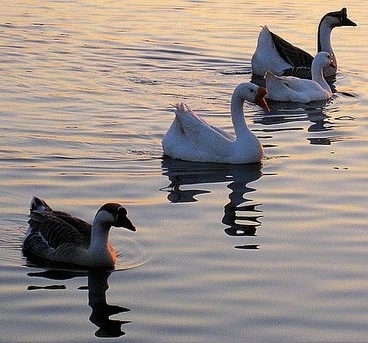 A line of Chinese Swan Geese are swimming in a body of water to the right as the sun goes down over the water.