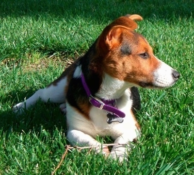 Tory the CoJack is laying outside in grass and looking to the left