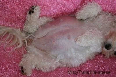 Close Up - Dams stomach laying up-side-down on a fluffy blanket with its tail wagging
