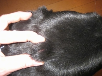 dog tumors pictures