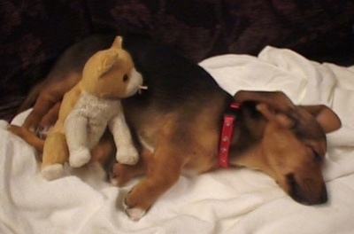 Daisy the black and tan Dorgi puppy is laying on a white blanket. There is a plush tan and white Beanie Baby cat next to Daisy