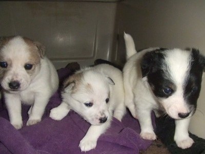 Fancy, Buttercup and Spot the Eskijack puppies are standing in a row in a dog carrying crate and they are on top of a purple towel. The first puppy is white with tan on the head, the second is white with less tan on the head and the third puppy is white with black around each eye.