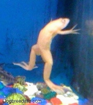 Close up - A Baby Albino Frog is jumping up the side of a fish tank.