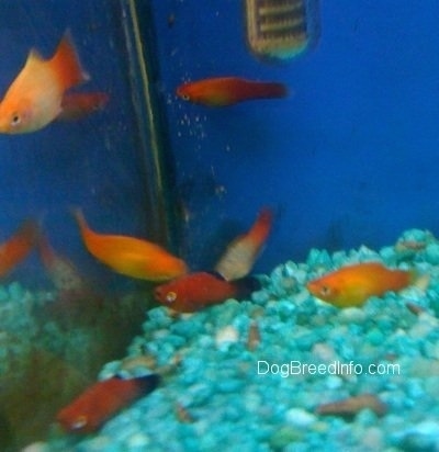 A orange, orange and white and red and black school of fish swimming at the back corner of an aquarium