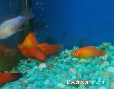 A bunch of Platy fish are at the bottom left corner of an aquarium