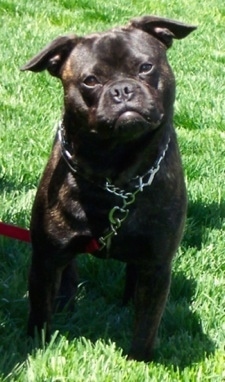 View from the front - A black brindle Frenchie Pug is standing on grass looking up with its head tilted to the left.