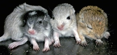 Four Gerbils are laying on a black surface and they are looking forward.