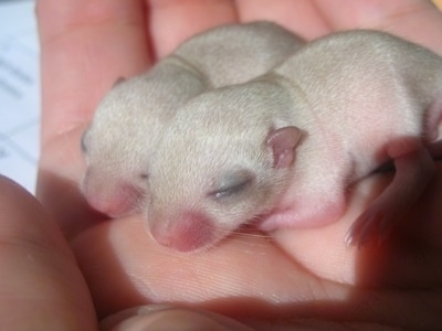 Black Baby Gerbils