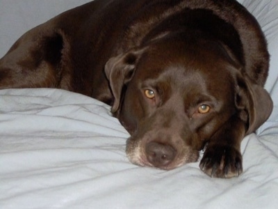 A chocolate German Shorthaired Labrador is laying down on a white human's bed.