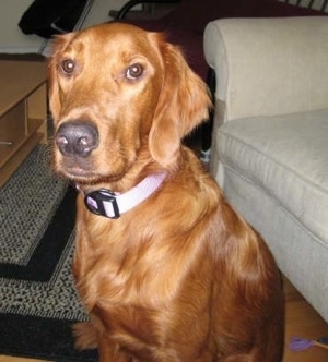 Close Up - A Golden Irish is sitting on a rug in front of a tan arm couch