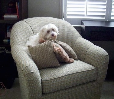 A white Havanese is sitting in a light green arm chair behind three pillows
