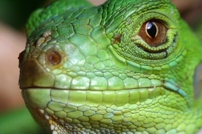 Close up head shot - A bright green iguana's face. It has brown eyes.