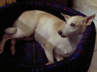 Side view from above looking down at a large perk-eared, tan with white Pariah Dog laying inside of a tall-backed dark blue dog bed looking up and to the left.