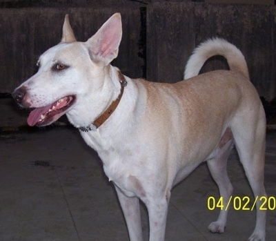 Close up front side view - A perk-eared, short-haired, tan with white Pariah Dog is standing on a roof looking to the left. Its mouth is open and tongue is out and tail is curled up over its back.