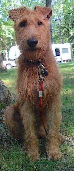 An Irish Terrier is sitting in grass next to a tree.
