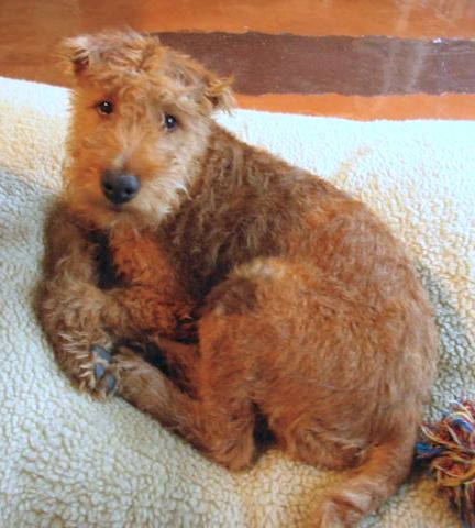 An Irish Terrier is laying on a white dog bed.