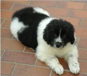 brown landseer newfoundland