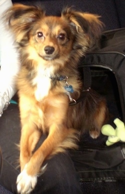 A brown with black and white Shelillon dog is sitting on a persons backpack and its paws are over a persons legs. It has long fringe hair on its ears that stick out to the sides.