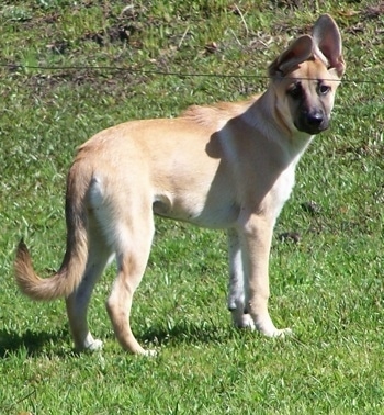 Belgian Malinois Breeders