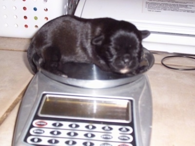 Puppy Scale