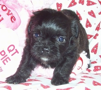 Black Maltese