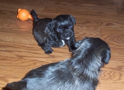 Littermates - Two black with white Malti-Pug puppies are playing on a hardwood floor. There is an orange toy behind them.