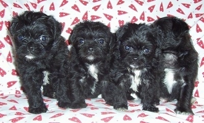 Four black with white Malti-Pug puppies are sitting in a row on top of a couch covered in a white with red heart blanket.
