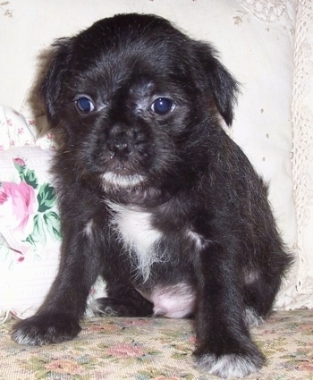 Pug And Maltese