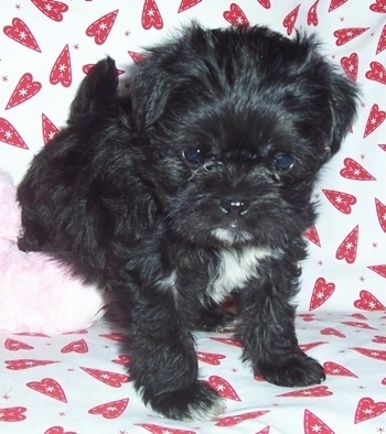 Black Puppy Maltese