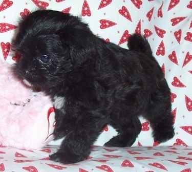 A black with white Malti-Pug puppy is standing on a couch next to a pink plush bear on top of a white with red heart blanket.