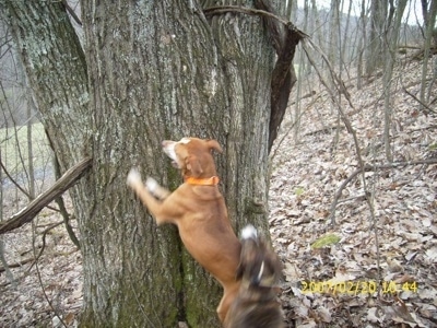 A red with white Mountain Cur dog is jumping up against the side of a tree and barking. There is another dog behind it preparing to jump.