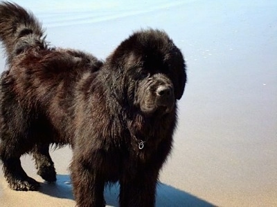 Front side view - A large breed, fluffy black Newfoundland dog is standing on a sandy beach and behind it is a body of water. The dog looks like a bear.